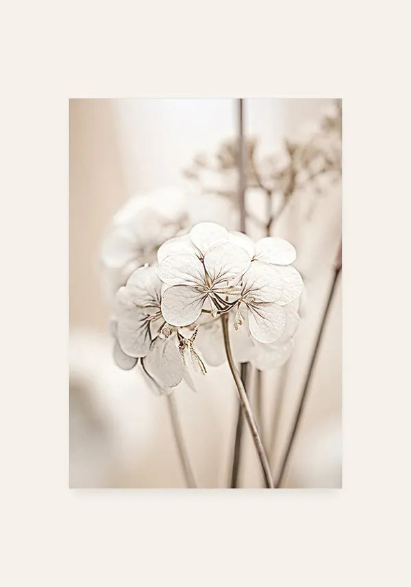 Quadro Fotografia Flor Branca III