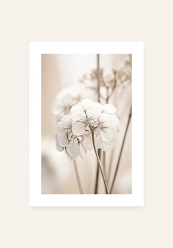 Quadro Fotografia Flor Branca III com Borda