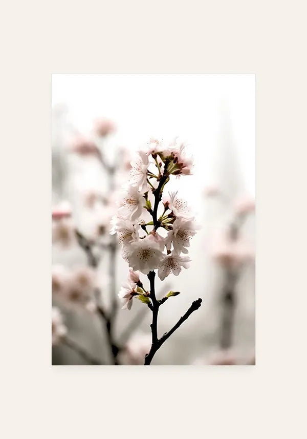 Quadro Flores de Cerejeiras (Sakura) I