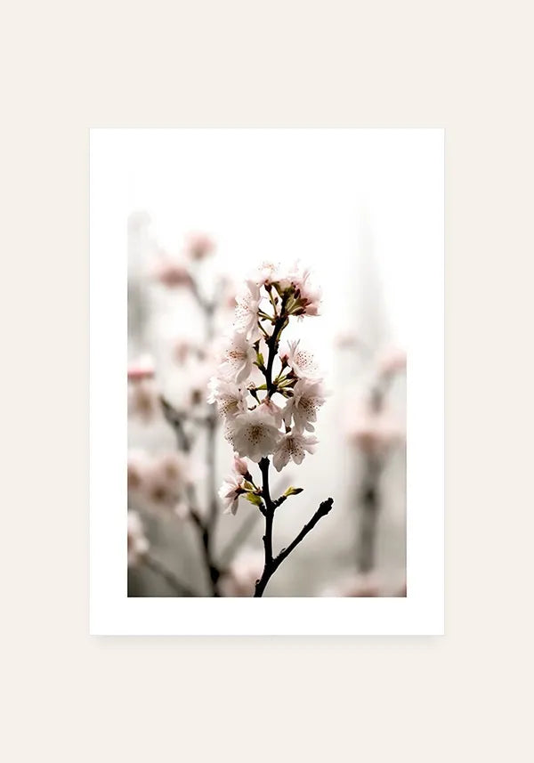 Quadro Flores de Cerejeiras (Sakura) I com Borda