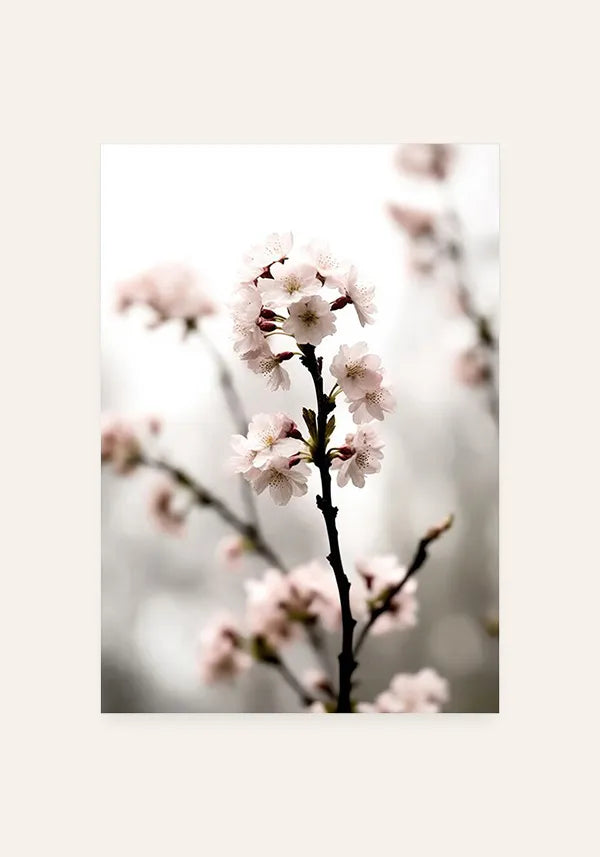 Quadro Flores de Cerejeiras (Sakura) II