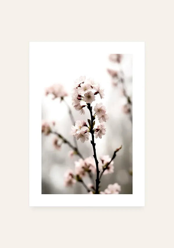 Quadro Flores de Cerejeiras (Sakura) II com Borda