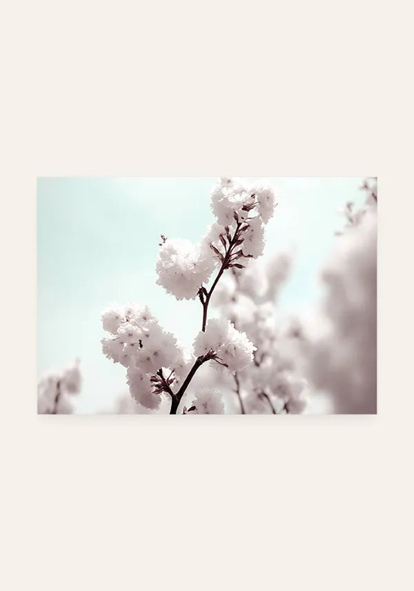 Quadro White Cherry Blossom Horizontal I