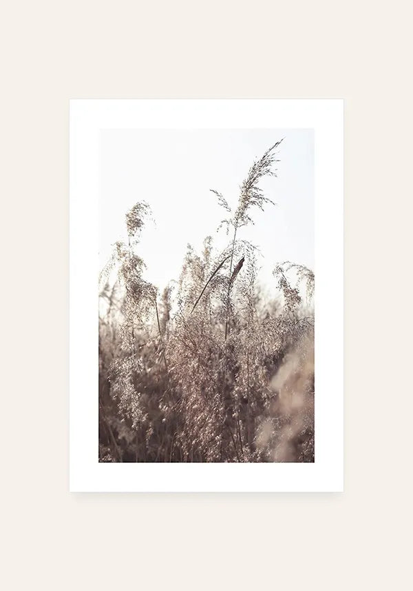 Quadro Canavial no Outono com Borda