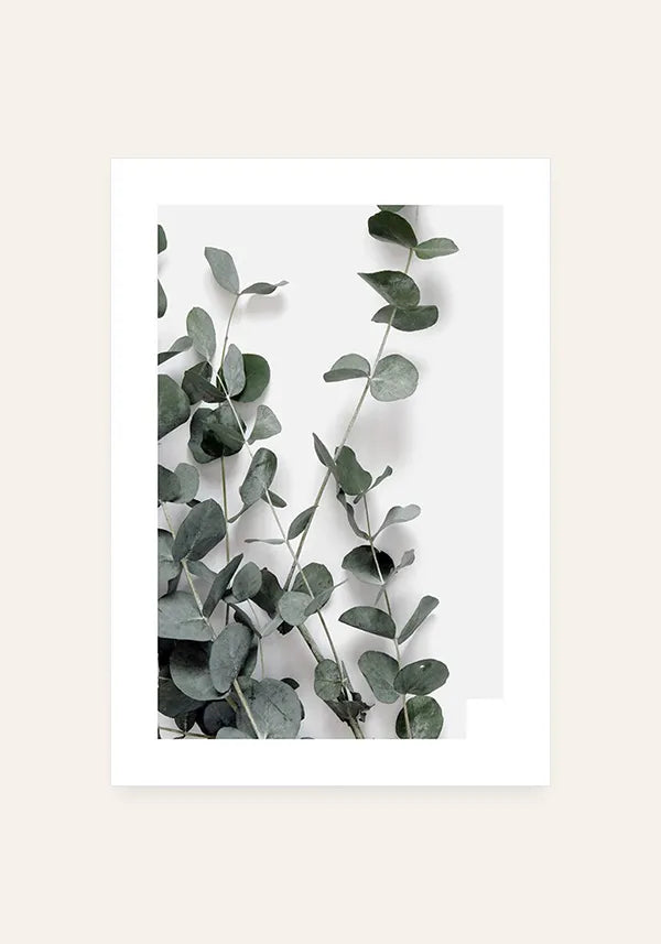Quadro Ramo de Eucalipto II com Borda