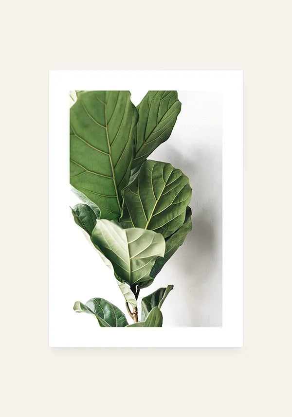 Quadro Ficus Lyrata com Borda