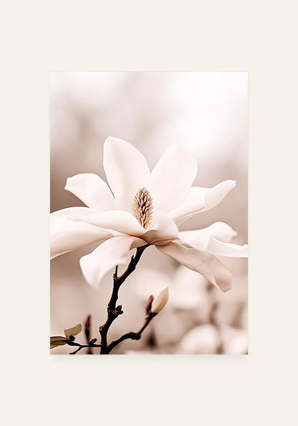 Quadro Flor Branca Close-up I