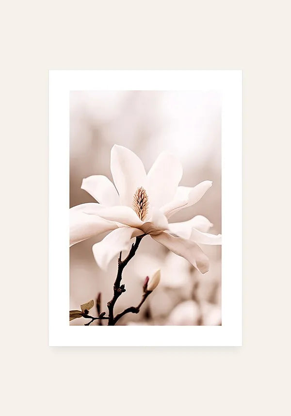 Quadro Flor Branca Close-up I com Borda