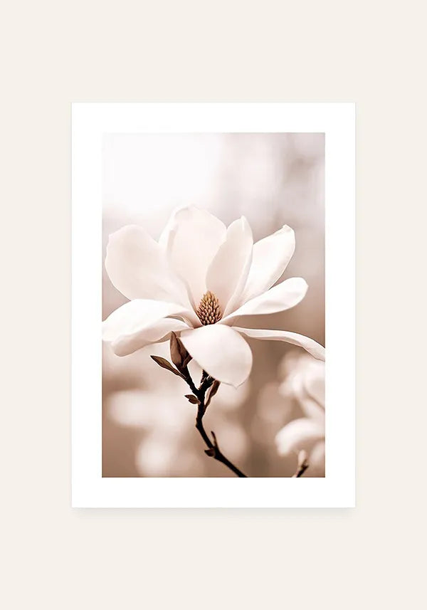Quadro Flor Branca Close-up II com Borda