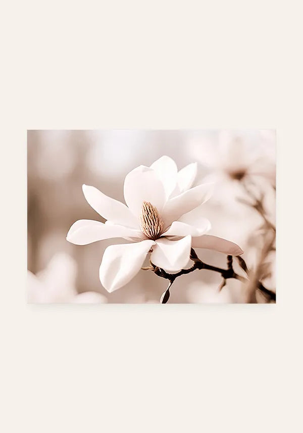 Quadro Flor Branca Close-up Horizontal I