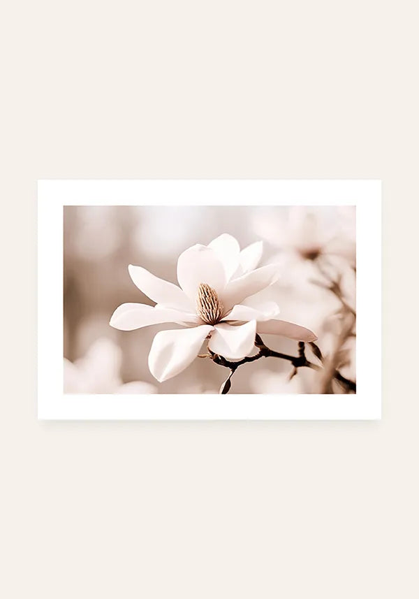 Quadro Flor Branca Close-up Horizontal I com Borda