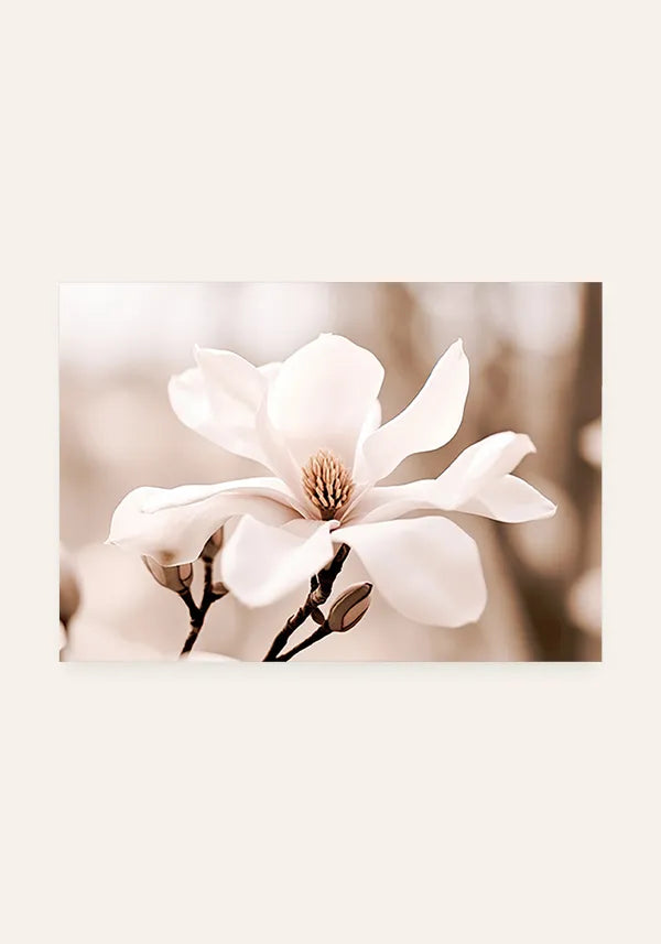 Quadro Flor Branca Close-up Horizontal II