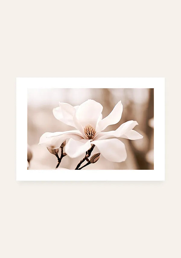 Quadro Flor Branca Close-up Horizontal II com Borda