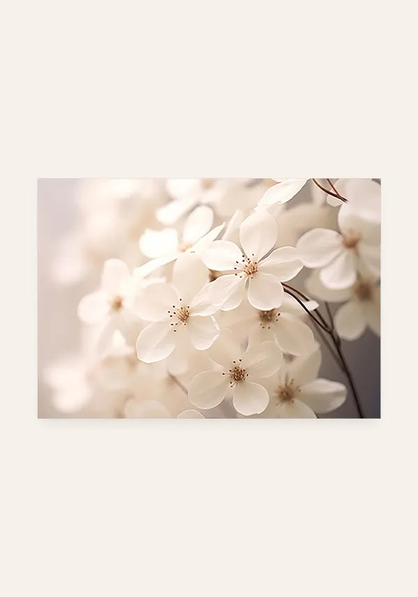 Quadro White Flowers Horizontal I