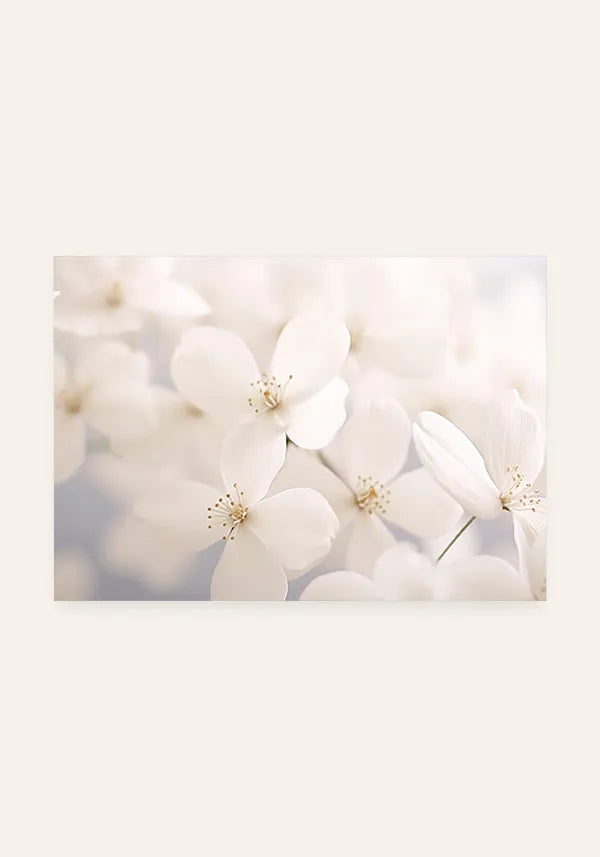 Quadro Flores Brancas ao Sol Horizontal