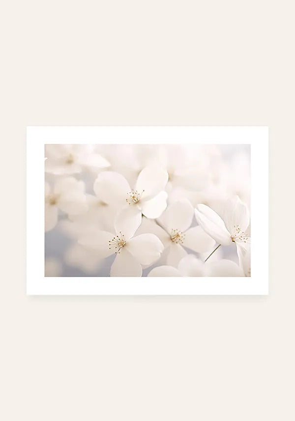 Quadro Flores Brancas ao Sol Horizontal com Borda