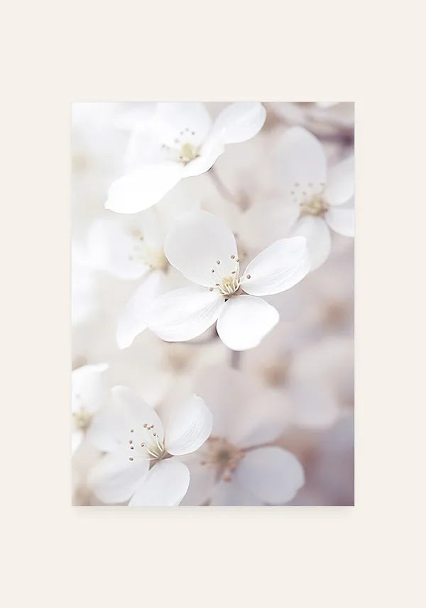 Quadro White Flowers II