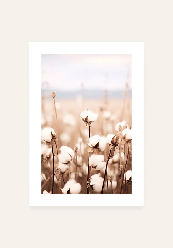 Quadro Campo de Algodão Vintage II com Borda