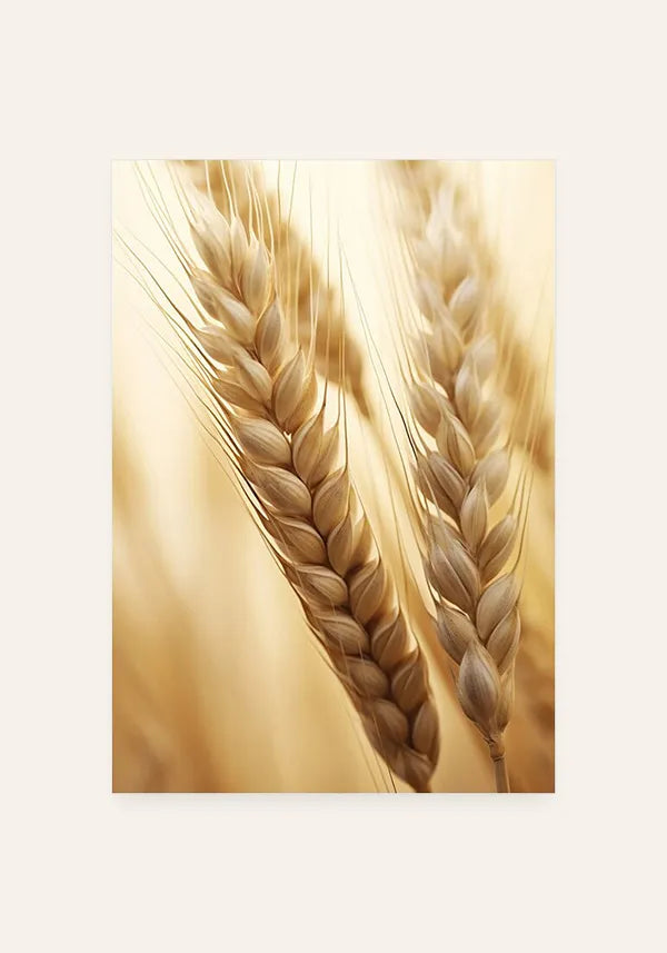 Quadro Hastes de Trigo Seco Close up I