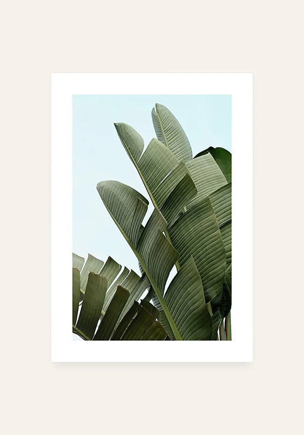 Quadro Folha de Bananeira com Borda