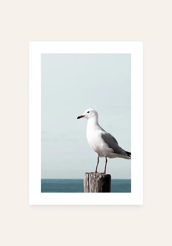 Quadro Gaivota com Borda