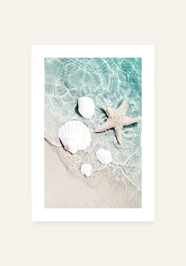 Quadro Conchas e Estrela do Mar com Borda